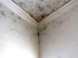 Best Black Mold Removal  in Petersburg, AK